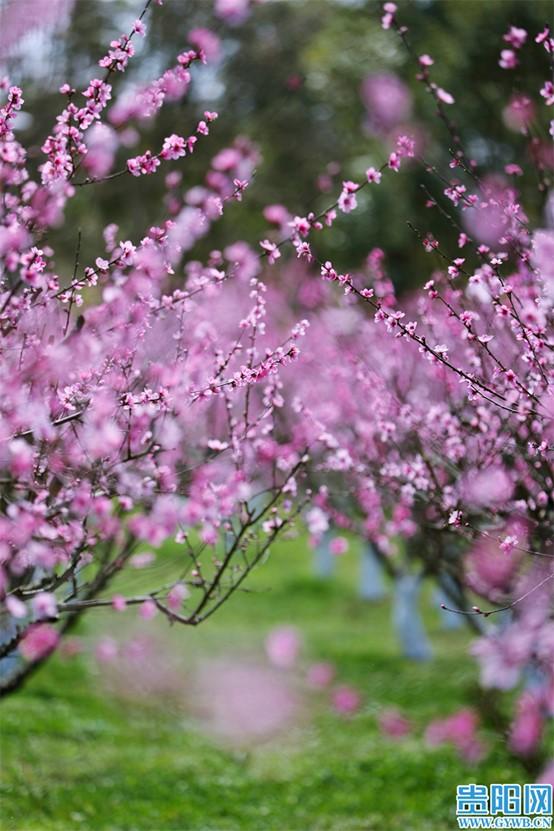 1740643115566856.jpg 图片12.jpg